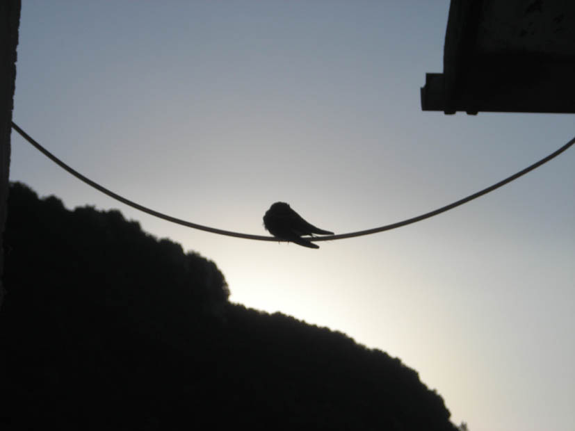 Archivio: comportamento particolare (Phoenicurus ochruros)